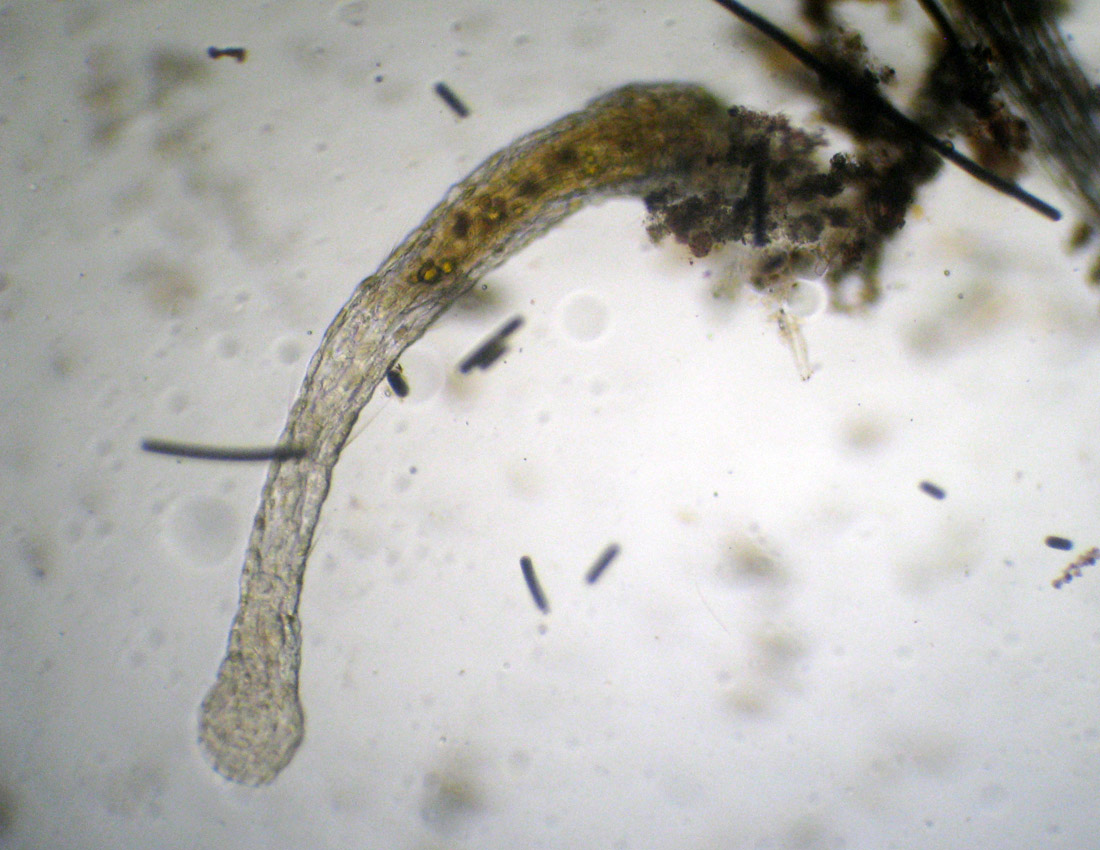 Aeolosoma sp